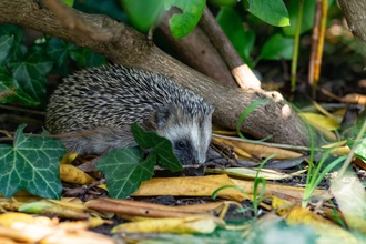 15 tuin- en balkontips voor oktober