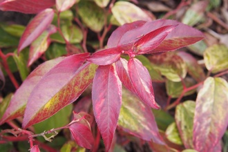 De betoverende Leucothoe: een prachtige toevoeging aan de tuin