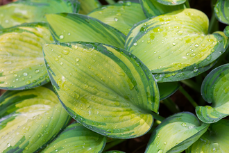 Planten die goed tegen nattigheid kunnen