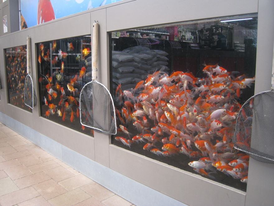 zondaar draadloos Volwassenheid Vijvervissen kopen in Limburg?