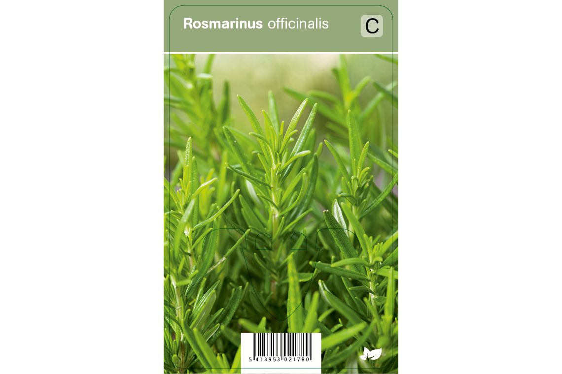 Rosmarinus officinalis - Tuincentrum Daniëls