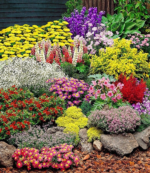 Vaste planten Tuincentrum Daniëls